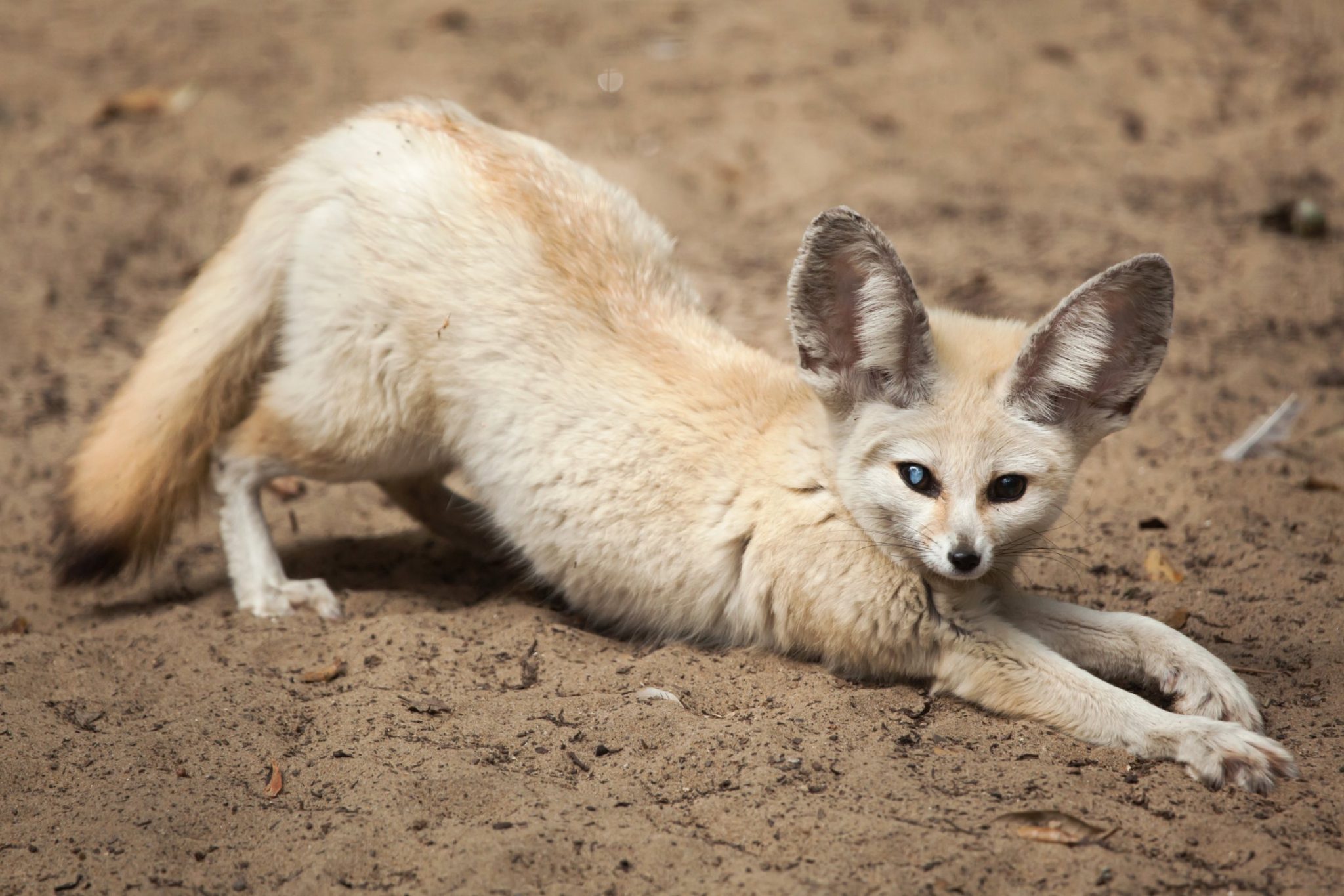 What Does Fennec Fox Eat: The Fennec Fox Diet