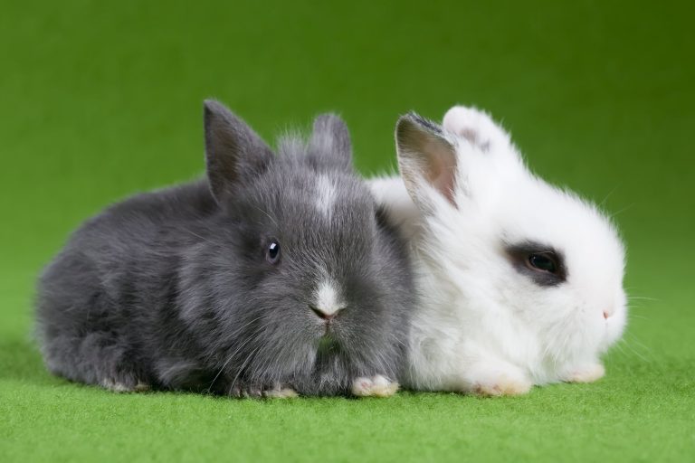 How Much Is Rabbit Neutering: What You Need to Know Before Having Your ...