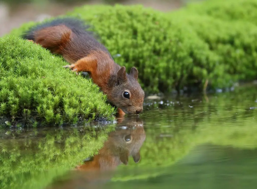 Do Squirrels Drink Water: How Squirrels Stay Hydrated - DiscoveryNatures