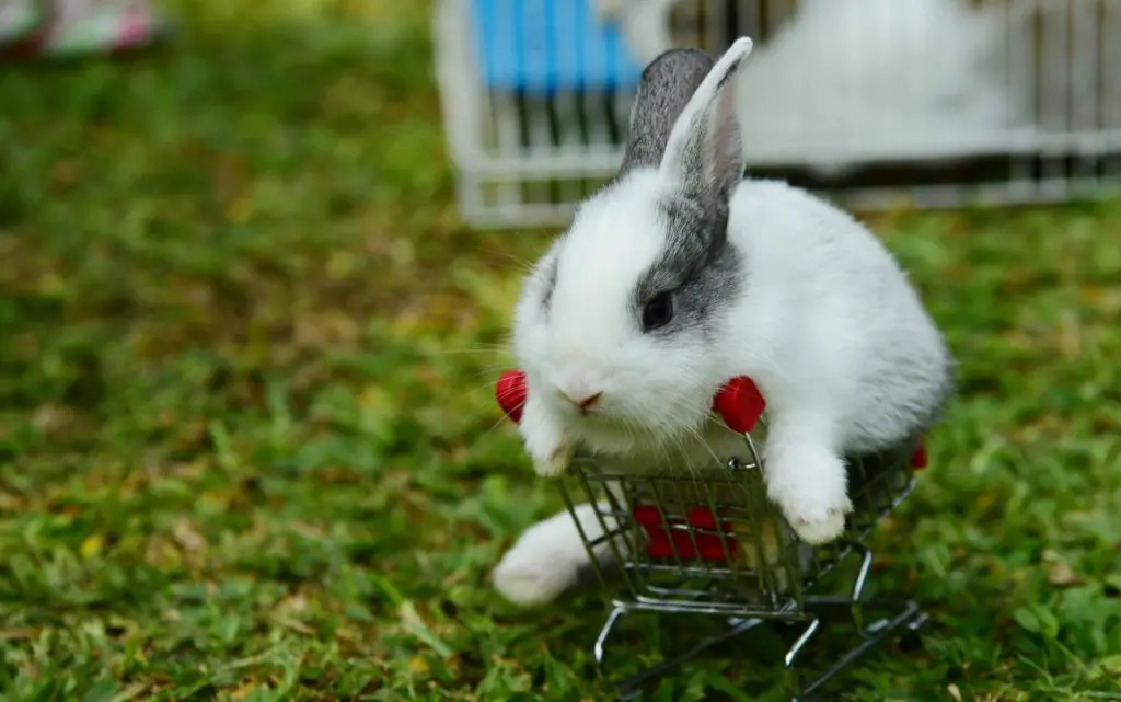 Can Rabbits Use Cat Litter: The Safe Litter for Your Rabbits