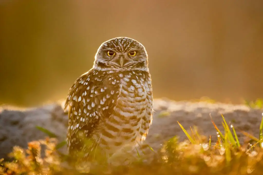 Do Owls Live in the Desert: Type of Owls and Their Predators ...