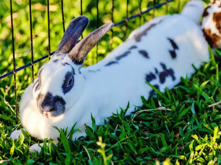 How to Bathe a Rabbit: 4 Ways to Bathe Your Pet Rabbit - DiscoveryNatures