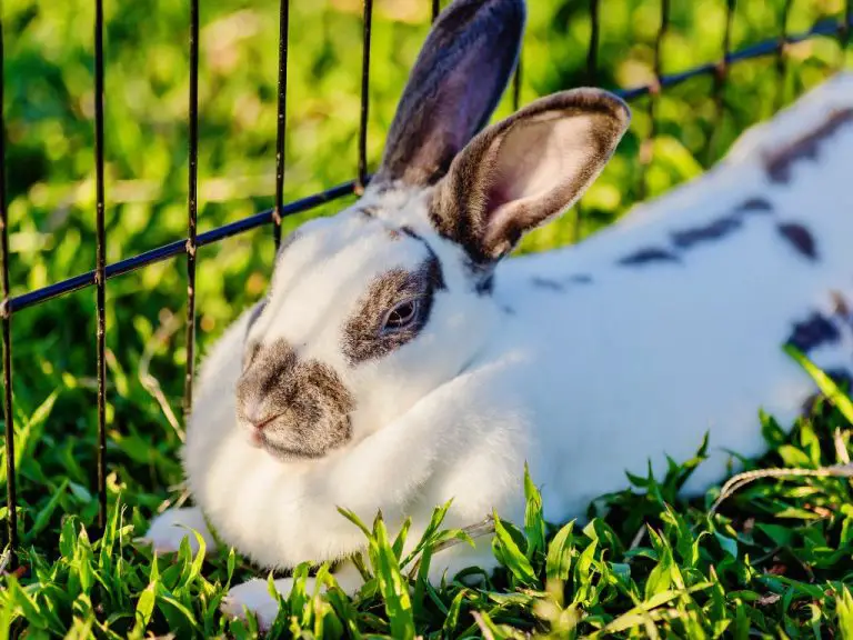 Can Rabbits Have Celery: Celery Parts, Benefits, and Limitations