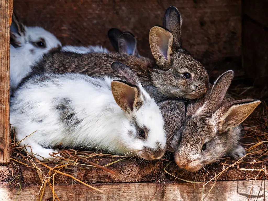 Can Rabbits Live Indoors A Guide to Safely Keeping Your Rabbit Inside