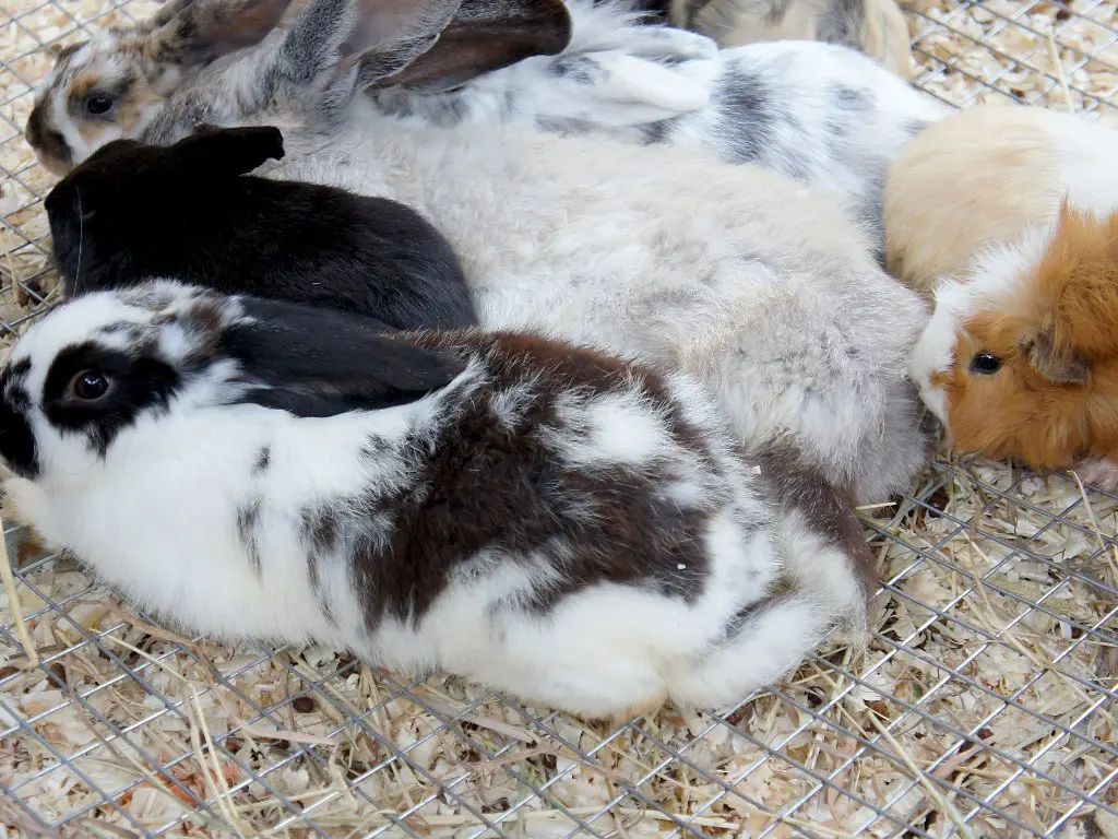 When Is Rabbit Mating Season: How to Tell if Your Rabbits Are in Heat