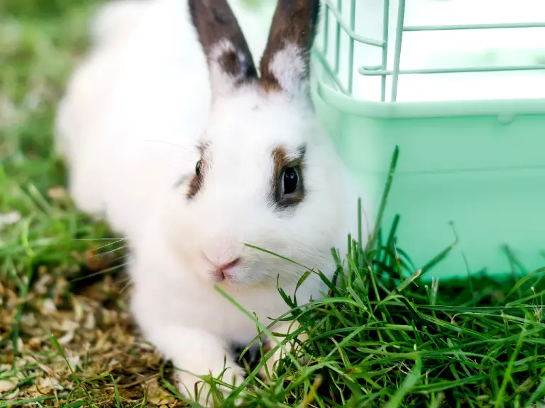 How Much Space Do Rabbits Need In A Cage