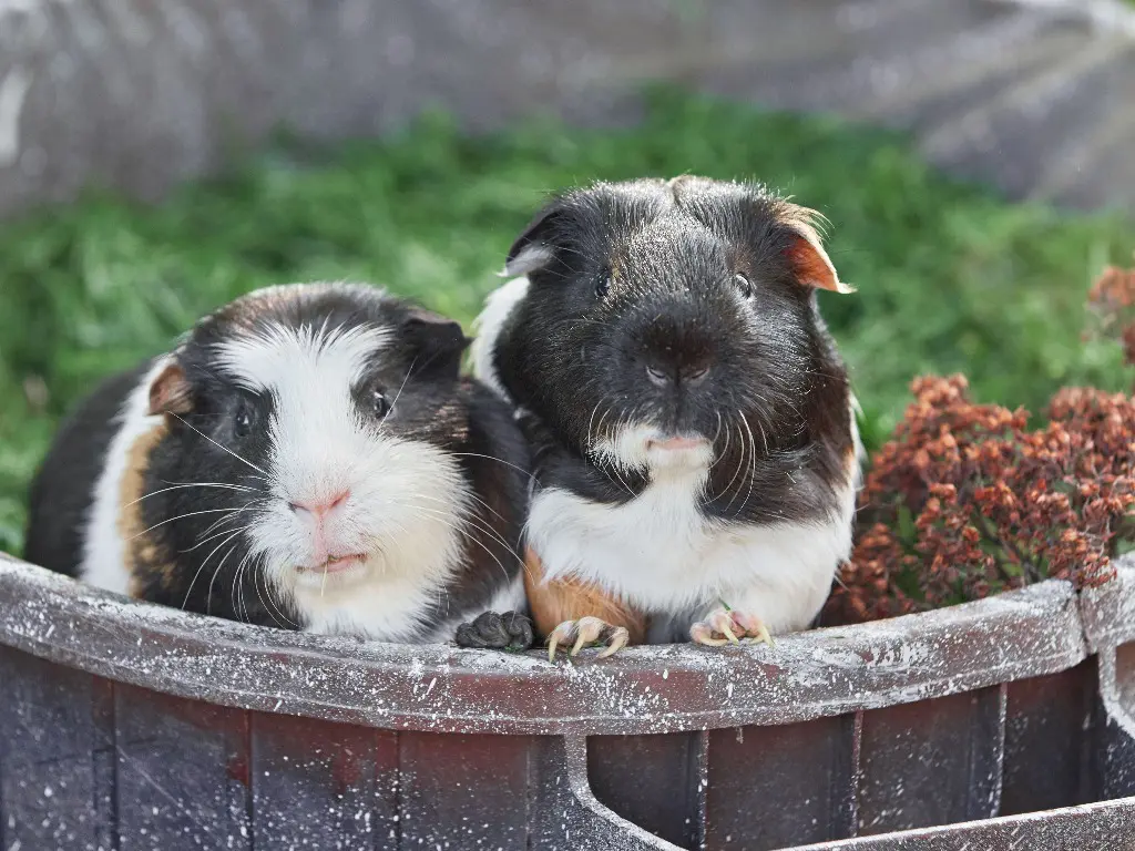 Can Guinea Pigs Have Broccoli: Adding Broccoli to Your Guinea Pig's ...