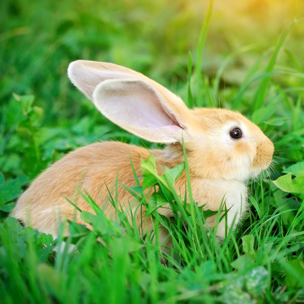 Can Rabbit Drink Milk: Danger of Milk to Rabbits