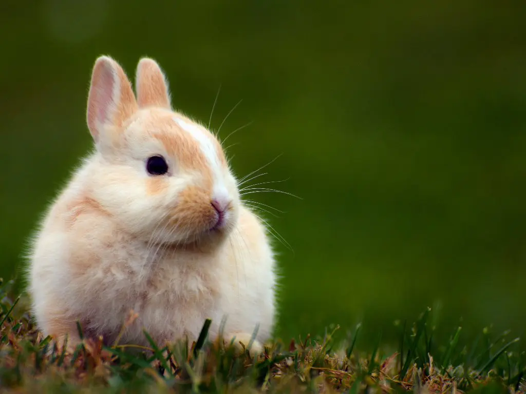 Can Rabbit Eat Cabbage: A Guide to Safely Feeding Cabbage to Your ...