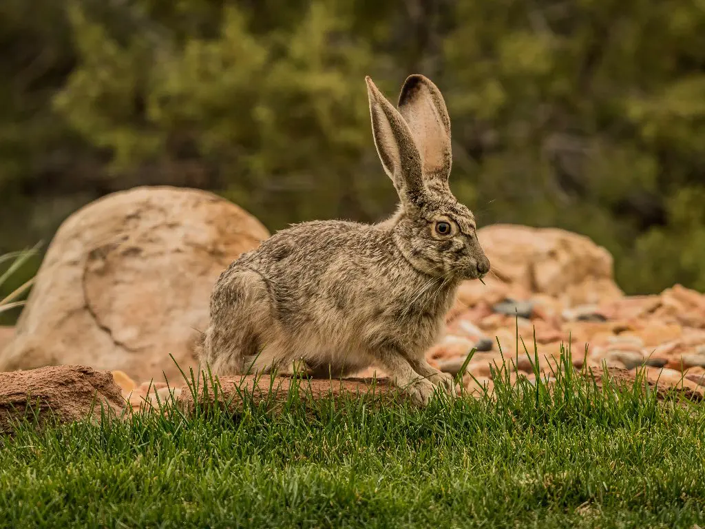 Rabbit vs. Jackrabbit: An Overview of Two Different Species