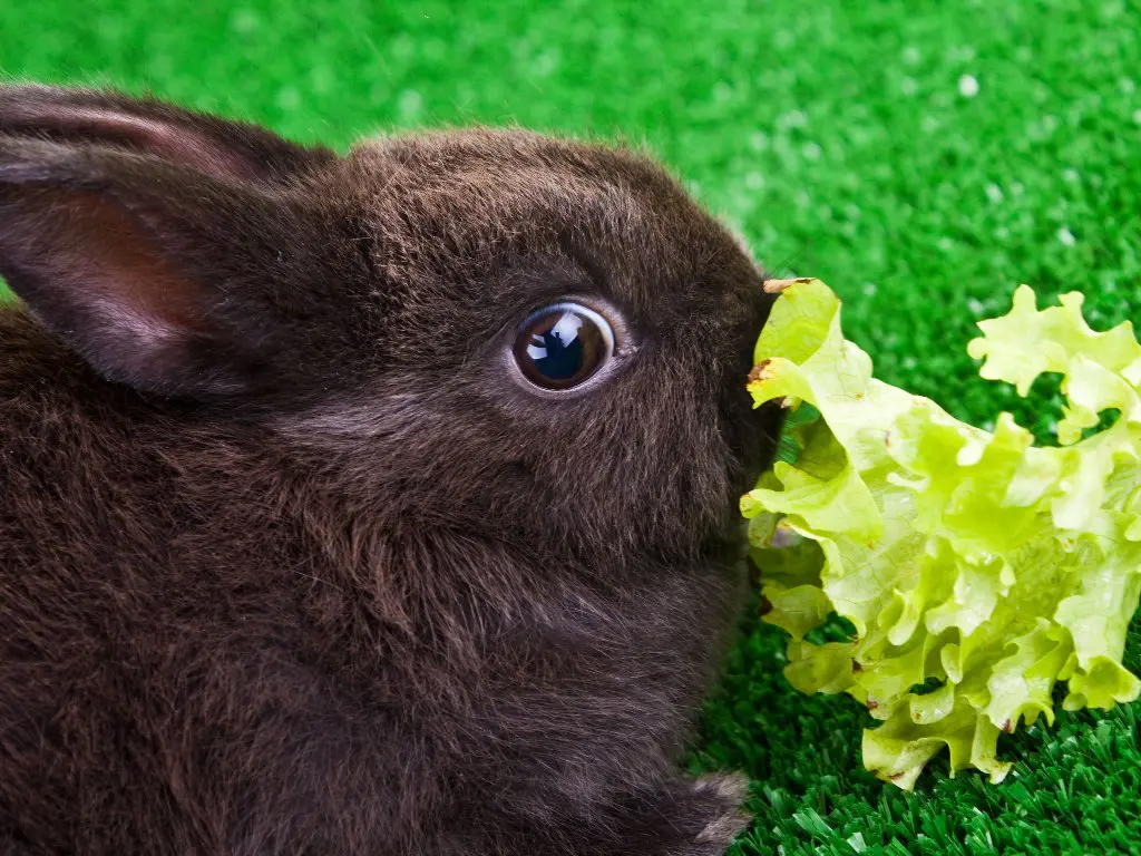 Can Rabbit Eat Cabbage: A Guide to Safely Feeding Cabbage to Your ...