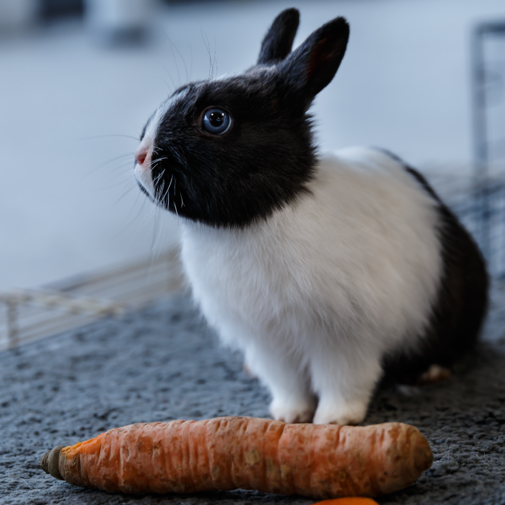 Can Rabbit Drink Milk: Danger of Milk to Rabbits