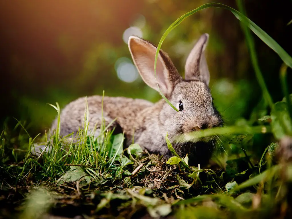  Can Rabbits Get Rabies How To Tell If Your Pet Rabbit Has Rabies