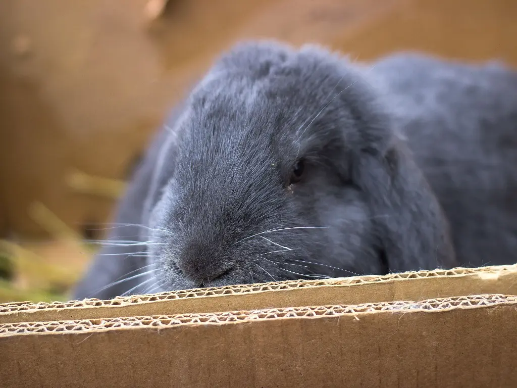 Can Rabbits Live Indoors: A Guide to Safely Keeping Your Rabbit Inside