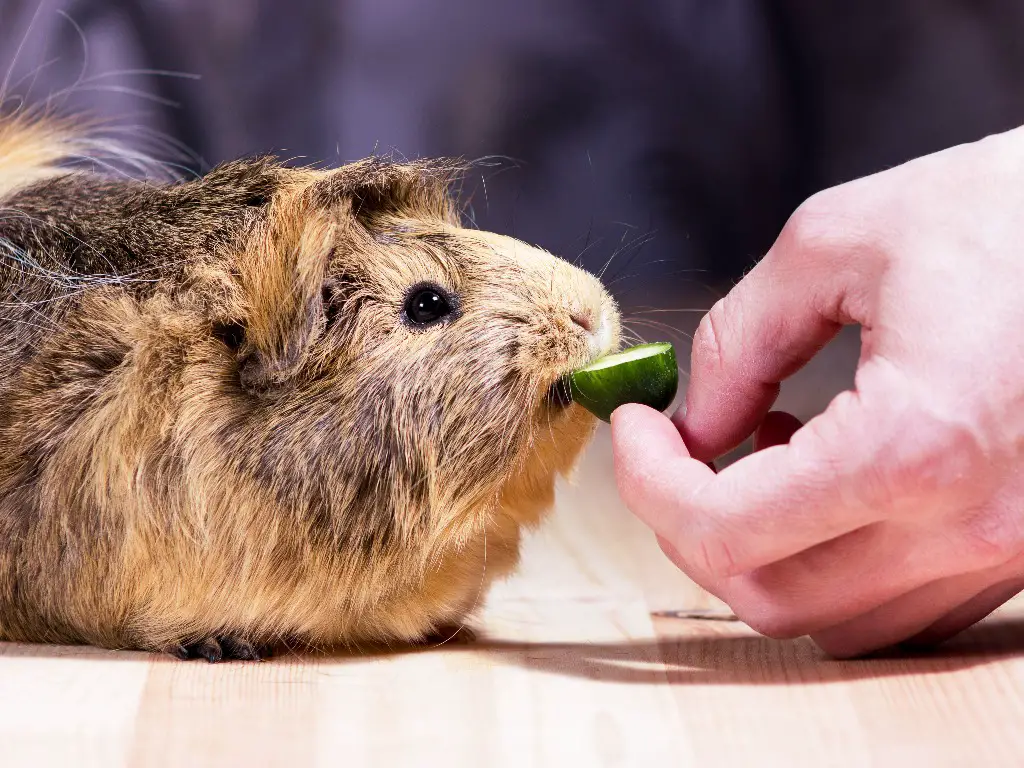 Do Guinea Pigs Fart Understanding How Your Cavies Pass Gas