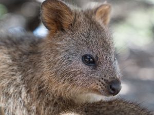 Where Are Quokka Found: Quokkas Native Location - Discoverynatures