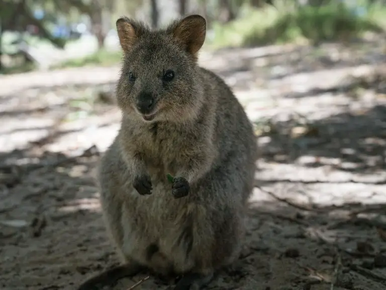 Are Quokkas Friendly: Everything You Need to Know When Interacting With ...