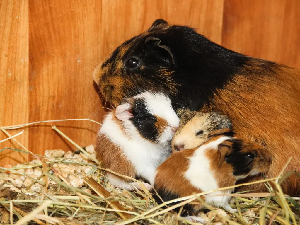 Can Guinea Pigs Eat Peppers A Guide to Safely Feeding Peppers to Your Pet