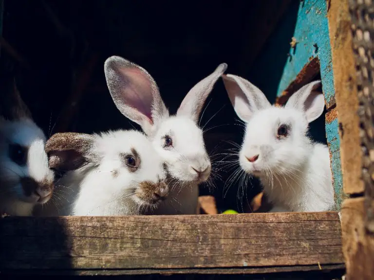 how-many-rabbits-can-a-rabbit-have-in-a-year-what-you-need-to-know-about-rabbit-reproduction