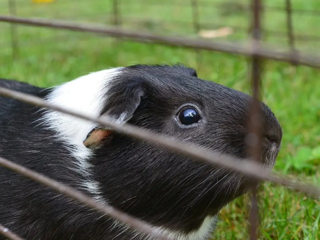 Can Guinea Pigs Eat Oats: Oats To Add And Avoid To Your Guinea Pig’s ...