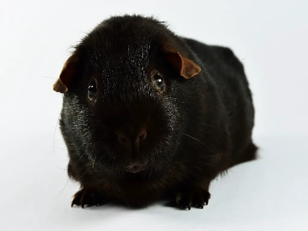 Can Guinea Pigs Die From Depression Causes and Dangers of This