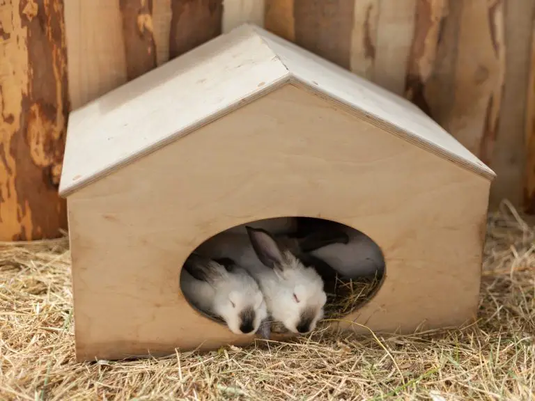 How Rabbit Sleep: Your Rabbits' Sleeping Habits