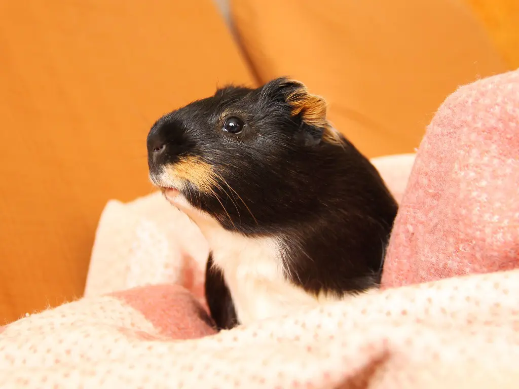 why-do-guinea-pigs-chatter-their-teeth-understanding-guinea-pig-s