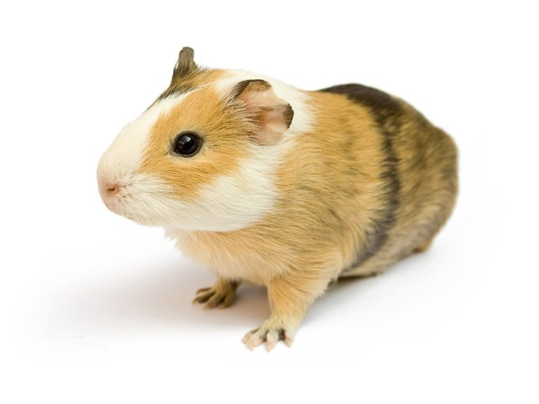Do Guinea Pigs Have Periods: What Bleeding Means for Guinea Pigs