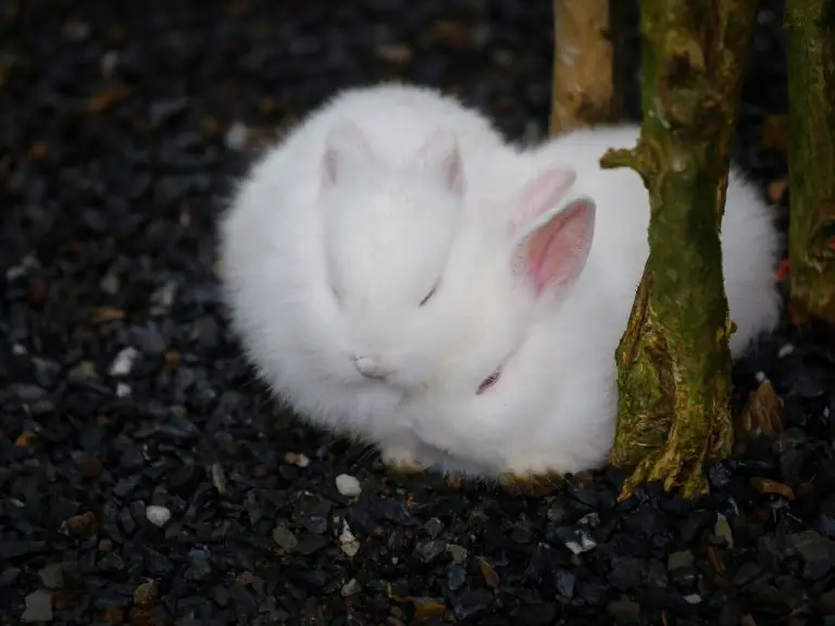 How Rabbit Sleep: Your Rabbits' Sleeping Habits