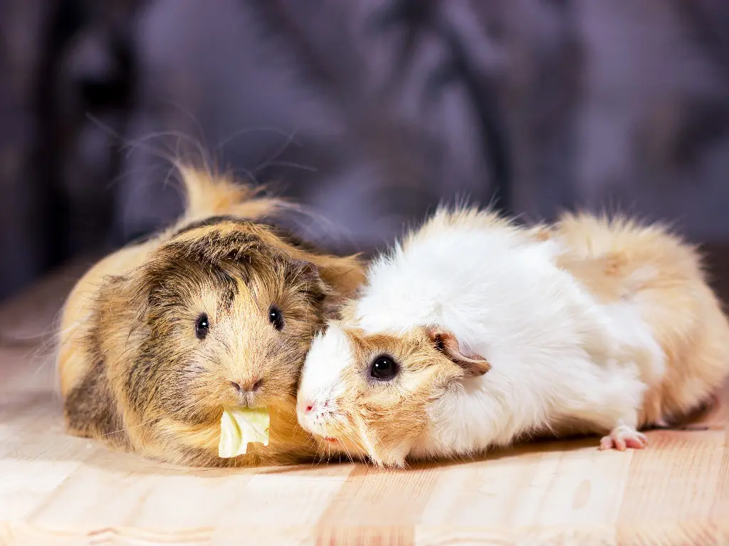 Can Guinea Pigs Change Gender: Identifying Male and Female Guinea Pigs ...