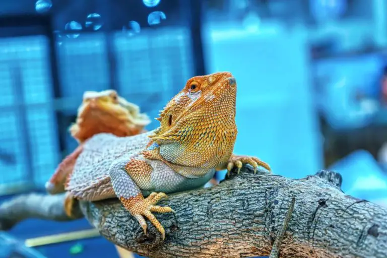Can Bearded Dragons Eat Asparagus: The Risks and Benefits of Feeding Asparagus to Bearded Dragons