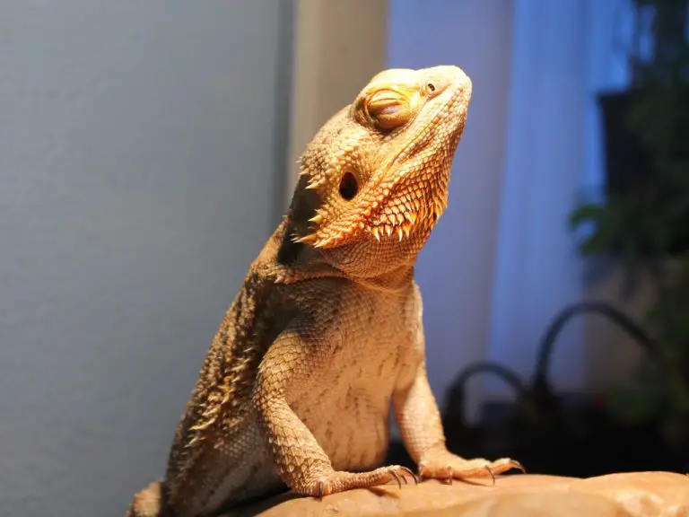 How to Make Your Bearded Dragon Happy: Tips and Tricks