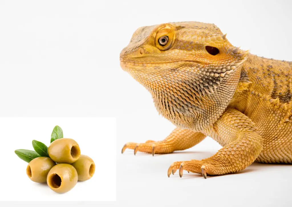 Can Bearded Dragons Eat Olives? A Guide to Safe and Healthy Feeding DiscoveryNatures